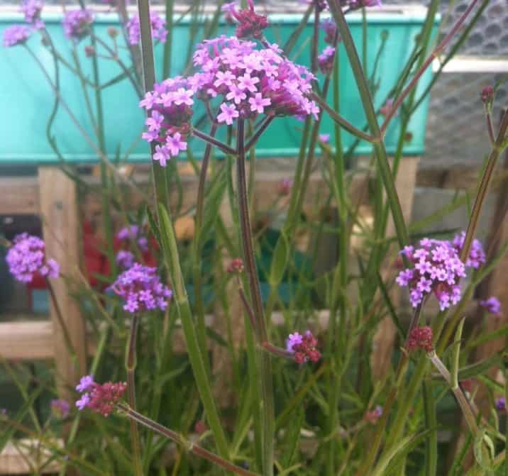 Verbena Bonariensis ‘Lollipop’