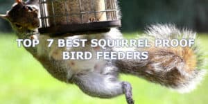 Best squirrel proof bird feeder reviews