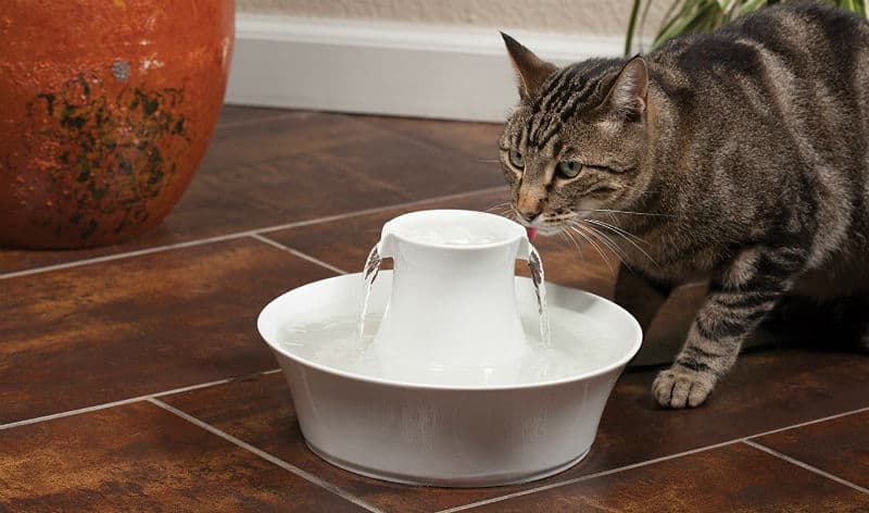 Best Cat Water Fountain Review - `Top 5 Models and Buyers Guide