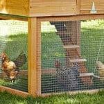 After comparing over 25 chicken coop we set our goal as finding the best chicken coop and were able to narrow it down to just 6 top models. Read our buyers guide.