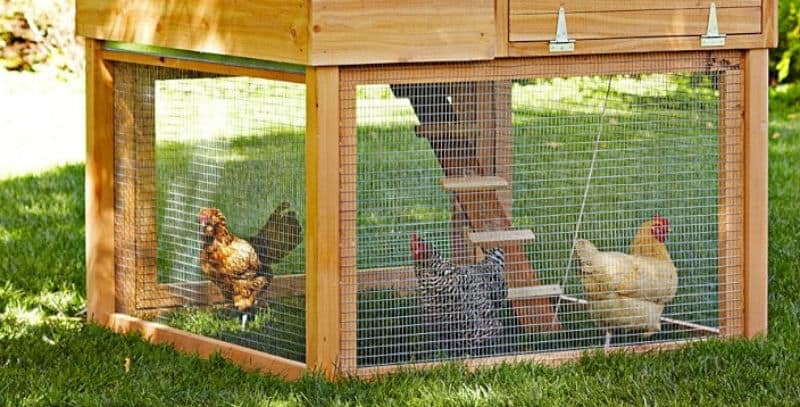 After comparing over 25 chicken coop we set our goal as finding the best chicken coop and were able to narrow it down to just 6 top models. Read our buyers guide.