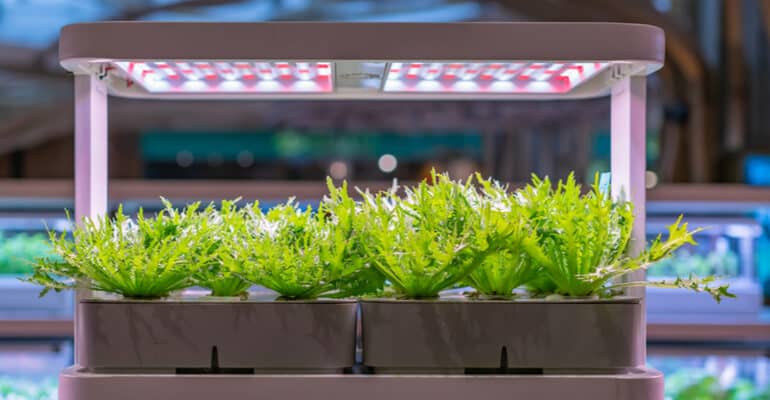 If your thinking of setting up an indoor hydroponic grow tent or room then one you need the best LED grow lights for the best growing conditions. Top 7 models and buyers guide. Read about the best grow lights now.