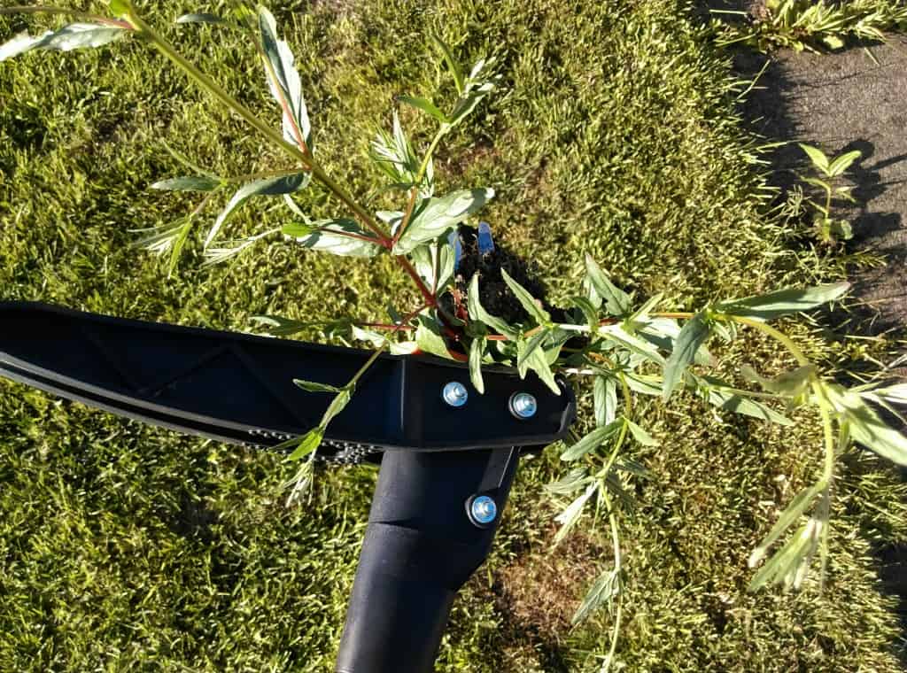 Weedpuller I use on lawns to remove weeds without the need for chemicals