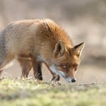 Fox Deterrent Strategies That Actually Work