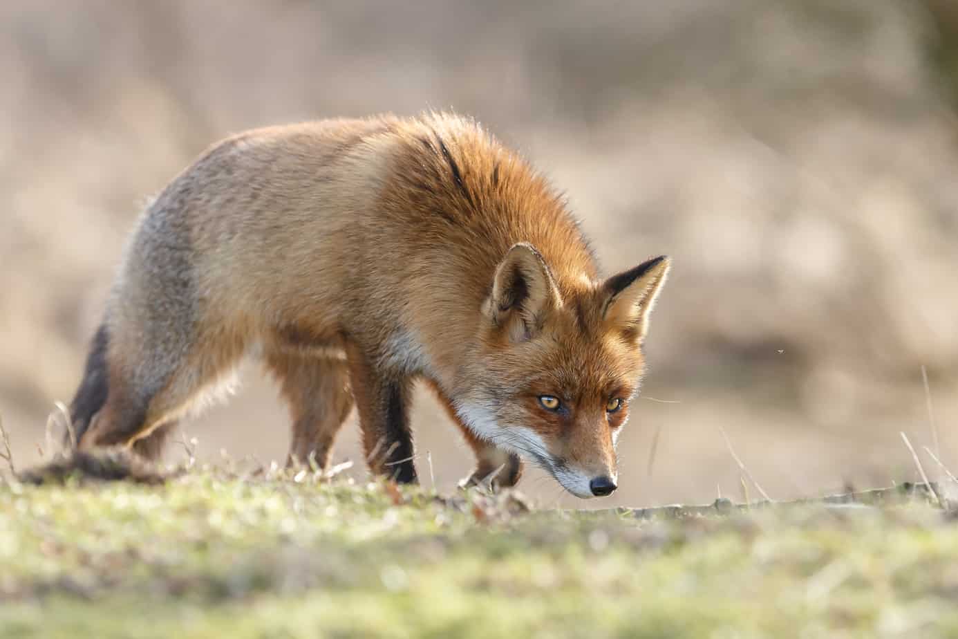 Fox Deterrent Strategies That Actually Work