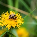 Saving the Bees - What not to do in the garden to help the bees