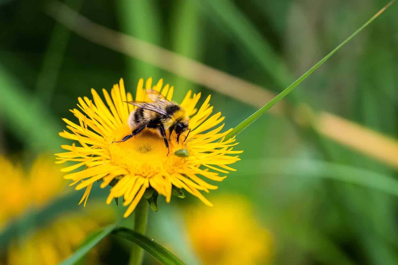 Saving the Bees - What not to do in the garden to help the bees