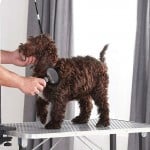 Best Pet Grooming Table Reviews