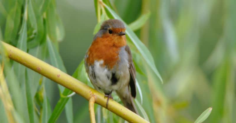 Best climbers for wildlife - Top 6 climbing plants for attracting birds, bees, butterflys and more