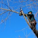 Tree Surgeon Cost Guide - What to expect and how it works