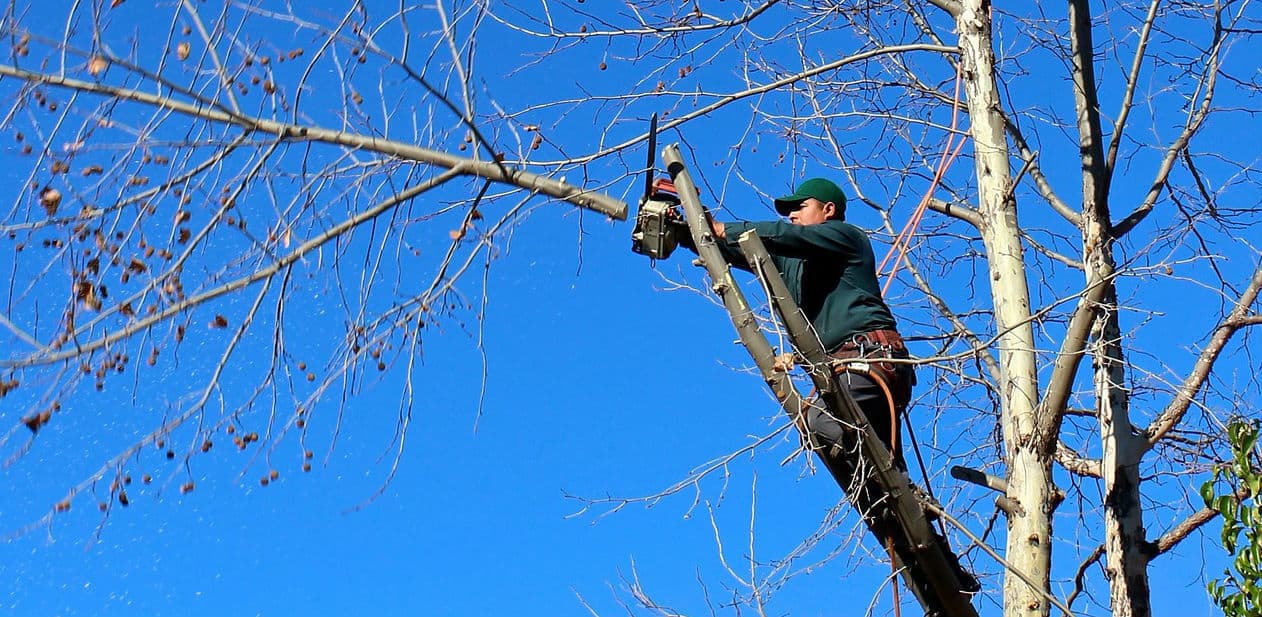 Tree Surgeon Cost Guide - What to expect and how it works