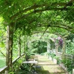 best plants for a pergola