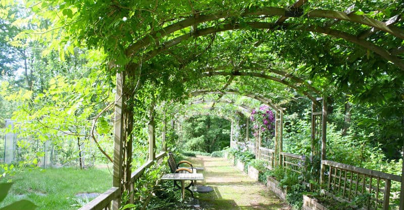 best plants for a pergola