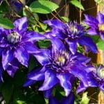 How and when to prune clematis - the complete guides