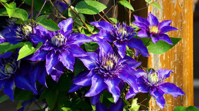 How and when to prune clematis - the complete guides