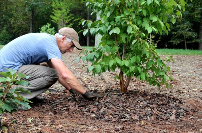 Mulch around the base of plants to help retain moisture and surpress weeds