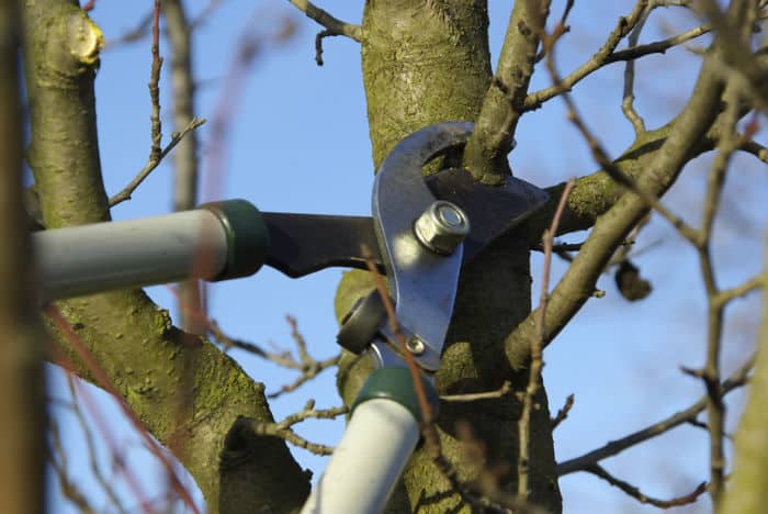 How and when to prune trees correctly