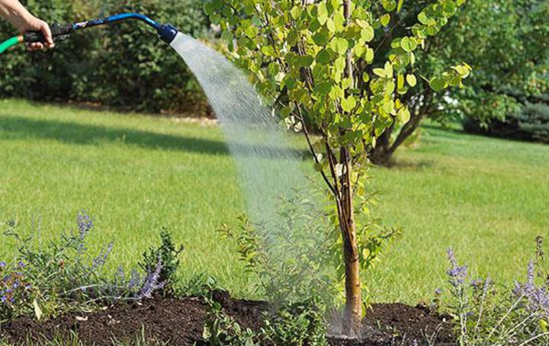 How to plant a tree and everything you need to know, From planting, to mulching to watering and even pruning tips