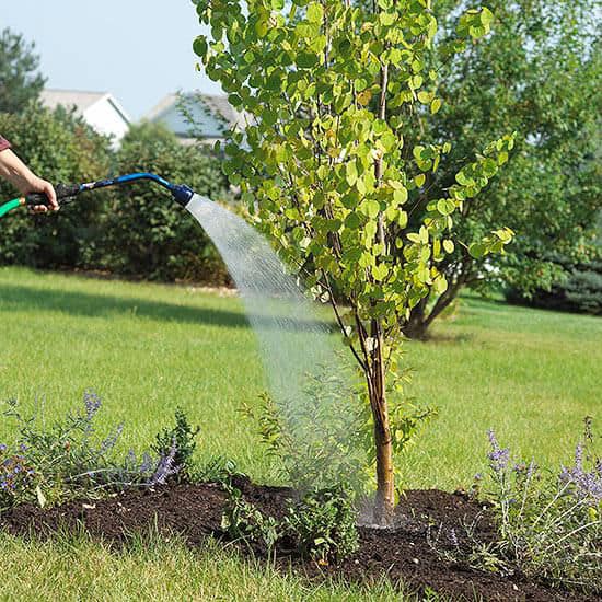 Watering tree after planting