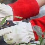 Best gloves for roses and brambles - We compare 5 great pairs and what to look for before buying