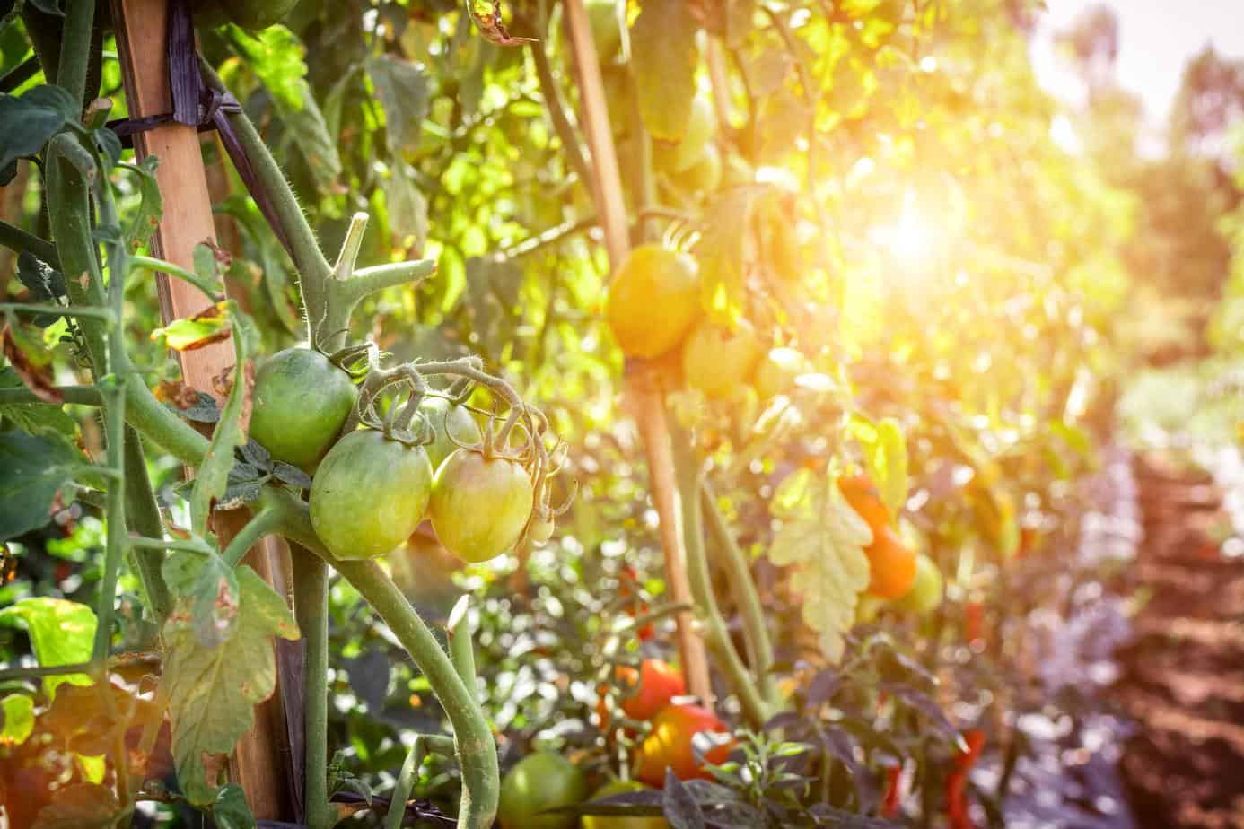 Improving Health and Happiness with balcony gardens