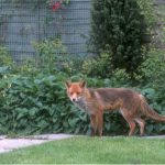 Want to know how to repel foxes, we spent days to find out, we found 5 of the best fox deterrents and repellents and backed them up with results. Read Reviews.