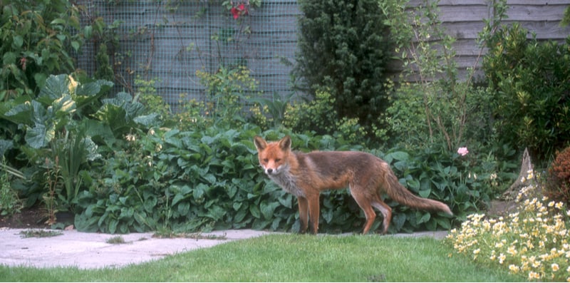 Want to know how to repel foxes, we spent days to find out, we found 5 of the best fox deterrents and repellents and backed them up with results. Read Reviews.