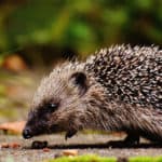 Best Hedgehog House Reviews