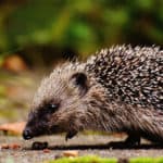 Best Hedgehog House Reviews