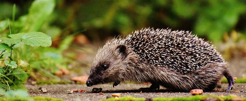 Best Hedgehog House Reviews