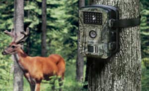 Best Garden Wildlife Trial Camera Reviews. Top 5 models and buyers guide