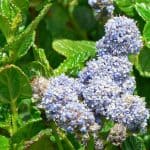 Grow Ceanothus - the complete guide