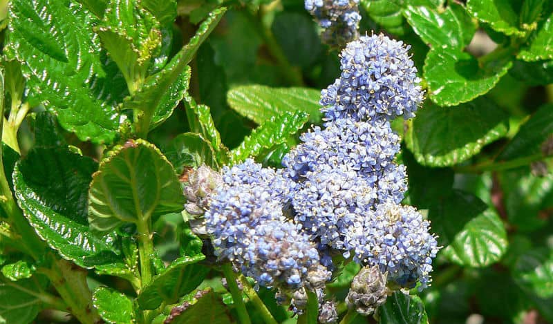 Grow Ceanothus - the complete guide