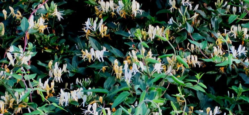 If you are interested in growing lonicera japonica, it is important to understand how to care for them. Honeysuckles are popular not just for their beautiful blooms but for the highly perfumed flowers they produce. The climbing varieties can be draped over garden support structures and pergolas while the shrubs make for great hedges. Quick Facts About lonicera periclymenum Common name Honeysuckle Botanical name Lonicera Type Shrubs and climbers Flowering time Shrubs flower at the end of winter, spring, or summer; climbers flower in summer Planting time Evergreens in spring or Autumn, deciduous in winter Sun Full sun or partial shade Hardiness Mostly fully hardly with certain tender species Types of Honeysuckle As mentioned, there are two types: climbers and shrubs. The climbers prefer humus rich soil that is moist at all times, but well drained. They will flower at optimum levels when their top growth is exposed to full sunlight but you can better protect them against aphids if they are planted in partial shade. The shrubs are less finicky about their soil and can grow in any well drained type. They will do well in partial shade or sun. Both varieties are simply to grow and will do better if you apply a base of mulch around them. This helps to maintain moisture at the root level. Pruning and Training Honeysuckles The methods you employ for pruning and training is going to vary based on type. For the climbers, the flowers arrive on the growth from the current season, which is especially true of lonicera japonica. So, they do not need regular pruning. You can, instead, just control their growth by removing any overly long shoots come spring time and thin out any congested parts. If there are any weak or diseased stems, these can be removed. The honeysuckles that flower at the beginning of spring do so on shorter, side shoots from the previous growth. This is true of the more common honeysuckle, the lonicera periclymenum. These need to be pruned by ? every summer, at the end of summer, right after flowering. If you are going to renovate your climbers with hard pruning, be sure to do it in early spring and cut them back to 60 cm. After that, thin any re-growth and tie off any new shoots. For the shrubs, you can remove weak or old stems to get newer growth. With those that flower at the end of spring or beginning of summer like the L. tatarica, you can shorten 1 out of every 3 branches. At the end of winter or beginning of spring you can renovate them with hard pruning. If you need to trim your shrubs, like the L. nitida, you can do it three times between spring and Autumn, if the plants are used as a hedge. To renovate hedge shrubs, prune it back to 15 cm off the ground at the start of spring. Propagating Honeysuckles You can propagate honeysuckles from plants you already have, if they are doing well and you want to encourage more plants. For this, with climbers, you want to clip 5-7 cm of semi-ripe or soft wood at the end of spring or beginning of summer. The evergreen shrubs can be taken from hardwood cuttings of 20-30 cm in length between Autumn and the middle of winter. Choosing Plants When you are ready to choose your plants, you have many great varieties at your disposal. Climbers Lonicera japonica--a semi-evergreen climber that has white, fragrant flowers and dark green leaves. It reaches heights of 10m L. henryi is an evergreen with purple/red flowers and purple/black berries. It reaches a height of 10m L. periclymenum is a deciduous plant with fragrant white or yellow flowers and red berries. It reaches heights of 7m L. sempervirens has scarlet flowers and orange red berries. It is a deciduous honeysuckle that reaches heights of 6m Shrubs L. nitida is an evergreen shrub boasting yellow leaves, ideal for hedging. Reaches heights of 3.5m and 3m wide. L. pileata has creamy, small white flowers with purple berries and is ideal for groundcover. It reaches heights of 60cm and widths of 2.4m L. fragrantissima, as the name suggests, has fragrant flowers but will require more shelter than others. It reaches heights of 2m and widths of 3m Winter beauty offers fragrant, white flowers with a height of 2m and width of 2.4 m Common Problems Honeysuckles are prone to a few common problems. They can get stressed by drought and conversely, are prone to mildew infections from too much water. New growth is at risk for aphid attacks, so it is best to stay vigilant.