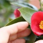 How to grow Camellias