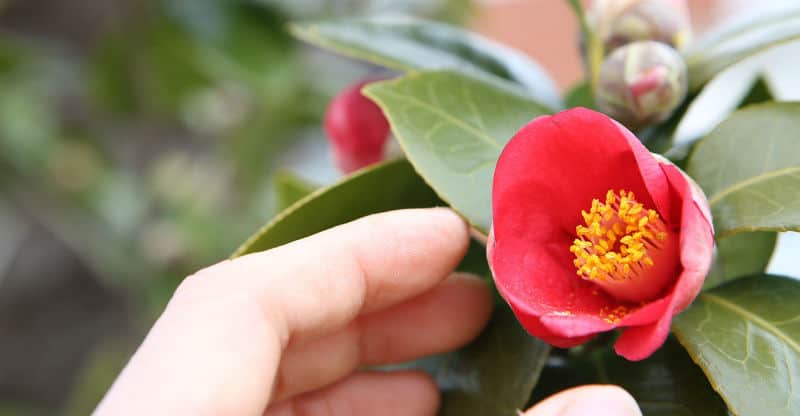 How to grow Camellias