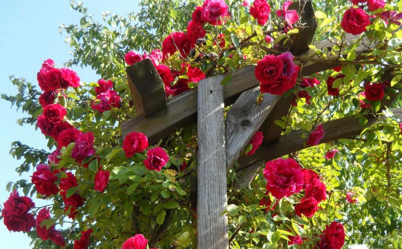 How to prune climbing roses