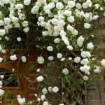 How to prune rambling roses