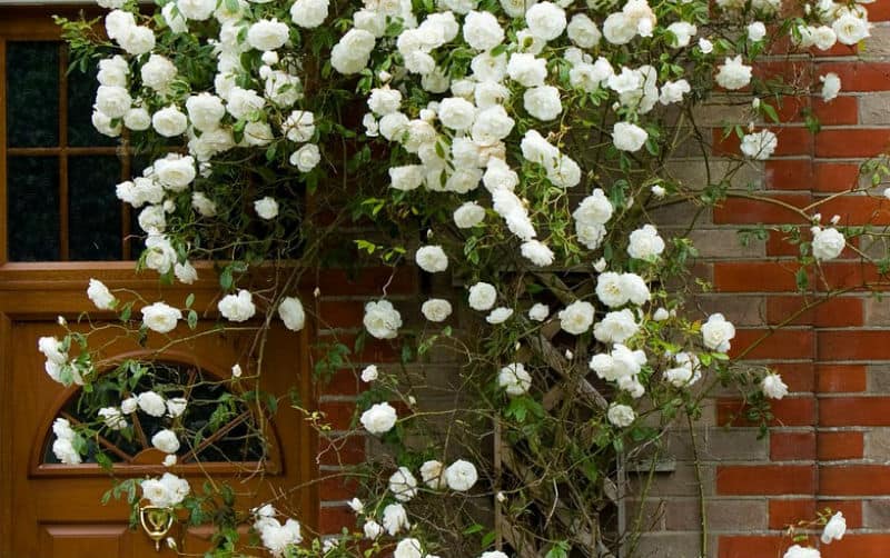 How to prune rambling roses