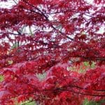 Pruning Acers - How and when to prune japanese maples