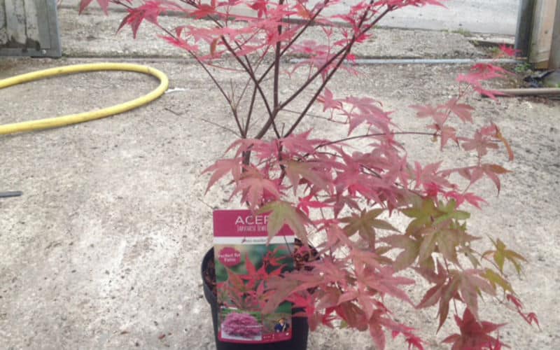 Pruning Potted Acers - when and how to prune potted acers