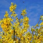 Pruning forsythia - how and when