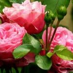 Pruning roses - how and when to prune rose bushes