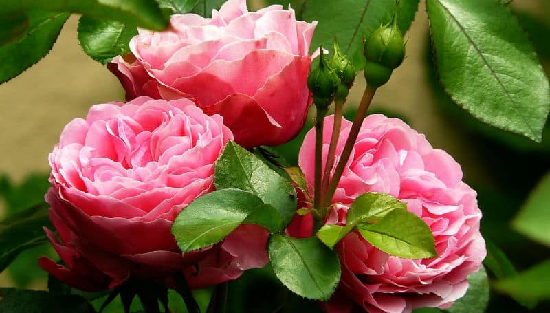 Pruning roses - how and when to prune rose bushes