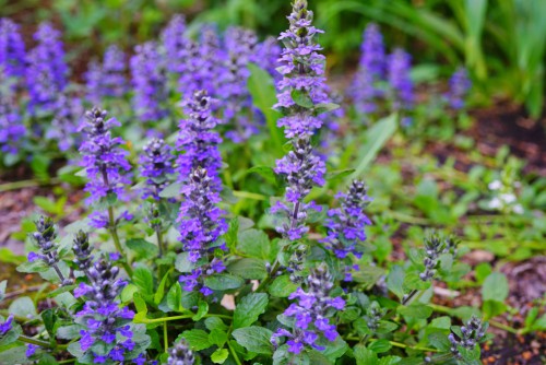 Perennials will grow regularly and this is no exception. This particular perennial is also referred to as the carpet bugle and it is a semi evergreen perennial that is part of the mint family. It offers beautiful flowers of blue and purple that grow in whorl designs.