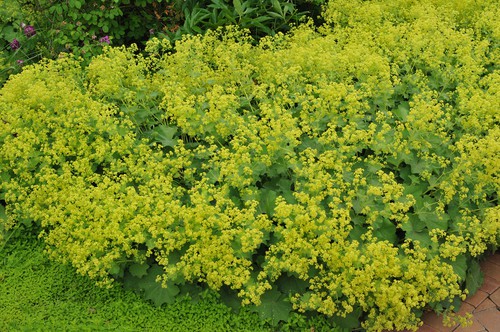 Lady’s Mantle is a clumping perennial which creates long, circular leaves with scalloped edges and shallow lobes. There are star-shaped flowers that grow in loose clusters on top of each stem come spring time.