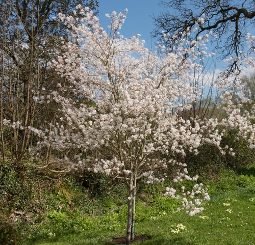 The Juneberry tree blooms in April with white flowers that draw the eye so gives a splash of colour early on in the season. It thrives best in full sun or partial shade with medium watering requirements and yet very low maintenance requirements overall.