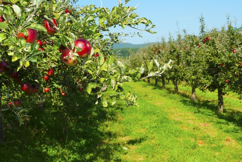 First things first, you don't want to trim too much off the tree, 20% max should be removed from the canopy. You want to aim to remove some of the older wood each year and leave the newer wood, 1-4 years which produces the best fruit. 