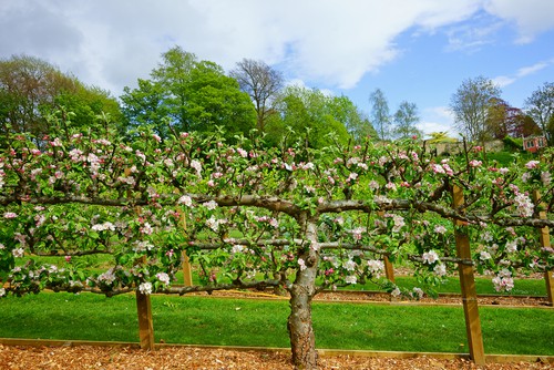 The training and selection of a framework that you do for your tree should be done within the first few years of growth. If you do this properly it will influence the strength and the longevity of your apple tree.