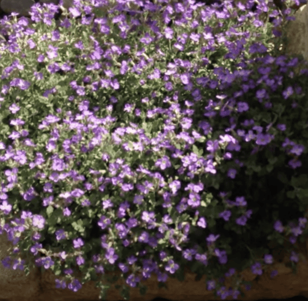 Aubretia is the perfect fast growing evergreen alpine
